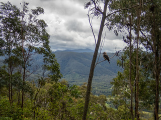 Kookaburra In Tree © Kevin