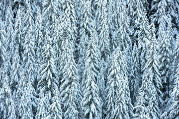 Pines Coverd in a Thick Blanket of Snow