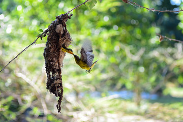 Mother bird feeding her young in the nest with nature beautiful background, Mother's love for baby, Concept.