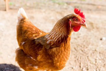 Chicky