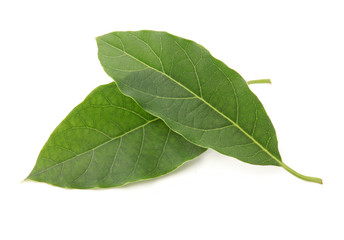 Fototapeta premium leaf of avocado tree isolated on white background