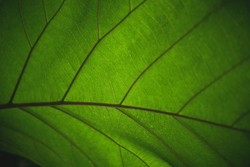 Fototapeta na wymiar Beautiful Green leaves pattern background and wallpaper.
