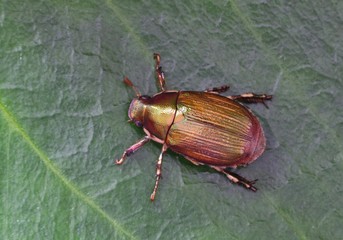 An Ivory Marginated Ruteline (Anomala marginata) beetle on a green leaf. They look similar to June bugs but with a metallic sheen.