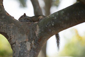 Fototapeta premium Wildlife photography squirrel on a tree