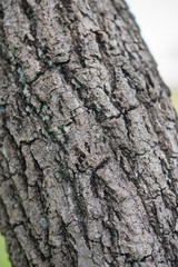 Tree bark shallow depth of focus