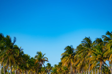 Colorful palm trees on a blue sky