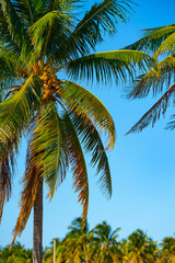 Miami palm trees on a blue sky summer vibes
