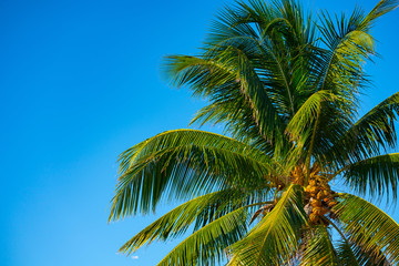 Fototapeta na wymiar Beautiful palm tree with yellow coconuts