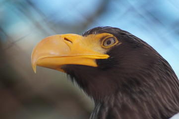 Steller's sea eagle at the zoo. The bird is very large. Eagle only profile, in the front looks like an ordinary chicken.