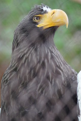 Steller's sea eagle at the zoo. The bird is very large. Eagle only profile, in the front looks like an ordinary chicken.