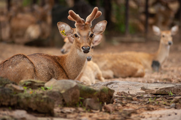 Group of Eld's deer, Thamin, Brown-antlered deer in Zoologigal Park, Thailand
