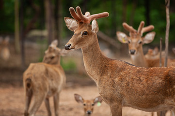 Group of Eld's deer, Thamin, Brown-antlered deer in Zoologigal Park, Thailand
