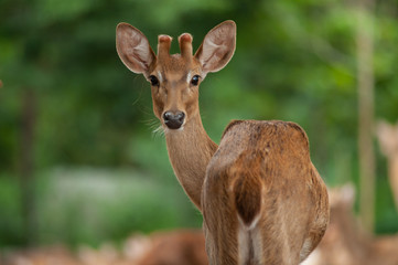 Group of Eld's deer, Thamin, Brown-antlered deer in Zoologigal Park, Thailand