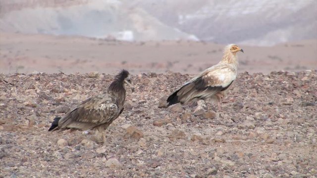 Egyptian Vultures adult and immature resting on the ground, Sde Boker Israel