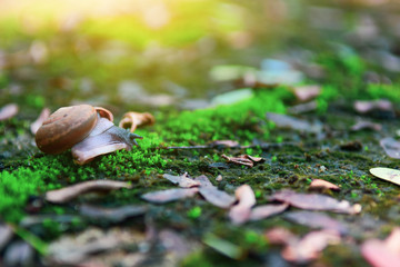 Snail on moss natural green blur background.