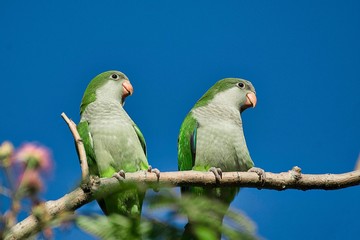 parrot on a branch