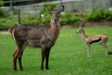 Female Waterbuck standing in the grass land of Khao Keaw Open Zoo, Thailand