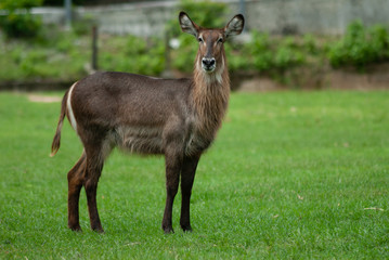 Naklejka na ściany i meble Female Waterbuck standing in the grass land of Khao Keaw Open Zoo, Thailand