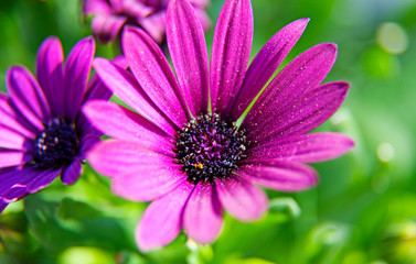 Obraz premium close up of pink purple flower