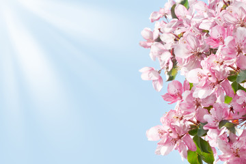 Fototapeta na wymiar Blooming apple tree branches border, white and pink flowers and green leaves on blue sky and sun beams background close up, beautiful spring cherry blossom in sunlight, pink sakura flowers, copy space