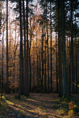 A Beautiful Autumn Scene in the Forest with Trees, Orange Leaves and Light Rays