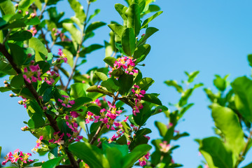 Malpighia glabra Linn flowers