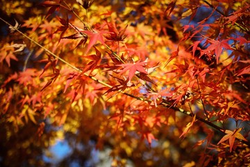 maple leaves in autumn