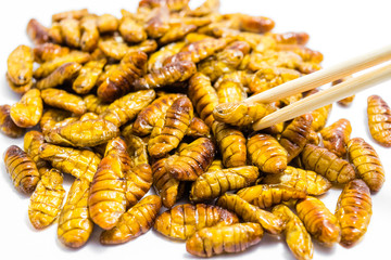 Fried silkworm's pupa