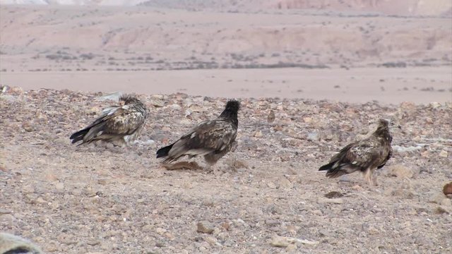 Egyptian Vultures adult and immature resting on the ground, Sde Boker Israel