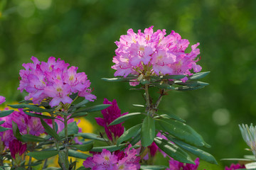 purple rhododendron in spring