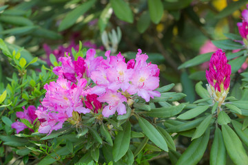 purple rhododendron in spring garden