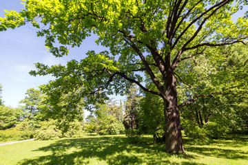 Fototapeta na wymiar oak in spring park
