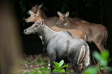 Fototapeta na wymiar Asian antelope, Nilgai, Blue bull, Boselaphus tragocamelus, endemic to the India, in its natural environment of dry forest.