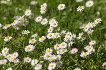chamomile in spring grass