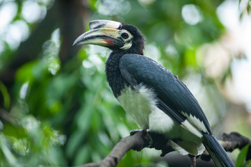 Oriental pied hornbill(Anthracoceros albirostris) stair at us on the branch in nature