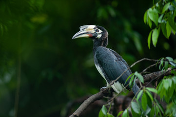 Oriental pied hornbill(Anthracoceros albirostris) stair at us on the branch in nature