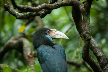 Wreathed Hornbill (Rhyticeros undulatus) on a close up picture. A rare colorful bird species with large and strange beak, that occures in tropical Asia.