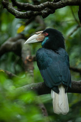 Wreathed Hornbill (Rhyticeros undulatus) on a close up picture. A rare colorful bird species with large and strange beak, that occures in tropical Asia.