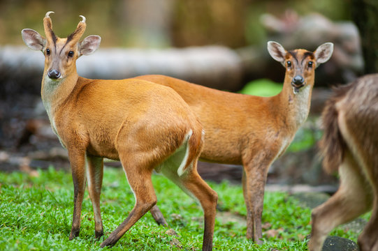 Male Muntjacs, also known as barking deer and Mastreani deer, are small deer of the genus Muntiacus