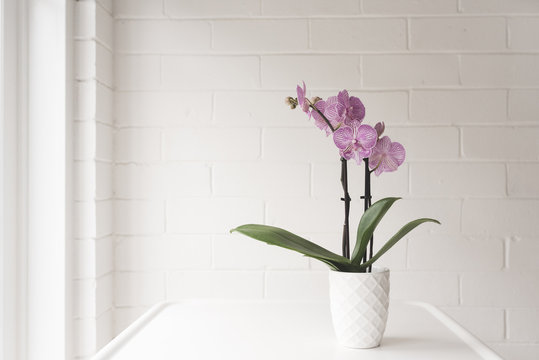 Closeup of purple phalaenopsis orchid in on white table against painted brick wall background with copy space