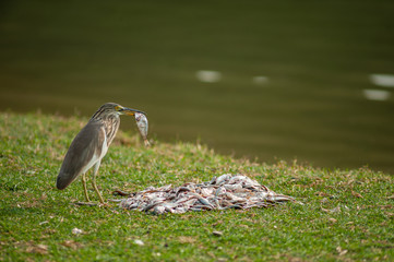 Chinese Pond Heron (Ardeola bacchus) Eating a Fish