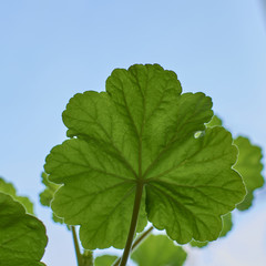 green leaf of a geranium