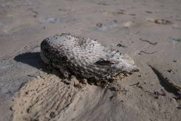 A dried porcupinefish on the ground