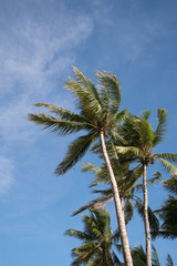 coconut trees on a sunny day