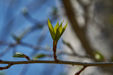young leaves in the form of a crown in beams of the sun
