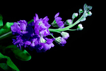 beautiful small purple flowers on a black background close-up