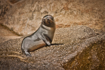 Young seal on the rocky coast of Abel Tasman National park in New Zealand