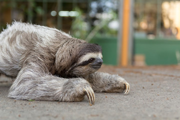 Three-toed sloth in Costa Rica. wildlife © MarcoDiaz
