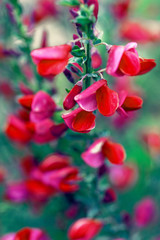 Cytisus scoparius spring blooming bush with red/ yellow blossom
