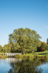 A small pond in a park on a sunny day with reflections from a tree in water